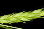 Darkgreen sedge